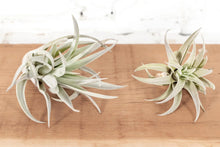 Load image into Gallery viewer, Air Plant Tillandsia harrisii