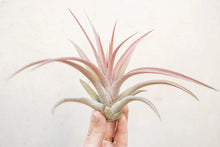 Load image into Gallery viewer, Air Plant Tillandsia capitata peach