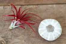 Load image into Gallery viewer, Air Plant Red Abdita Brachycaulos