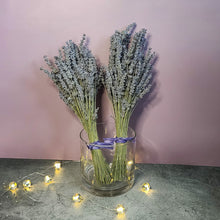Load image into Gallery viewer, Silver Frost Dried English Lavender Bouquet