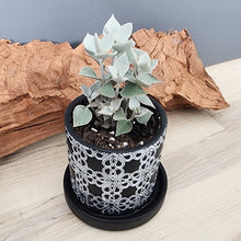 Load image into Gallery viewer, Black Lattice small 3.5 inch ceramic planter pot
