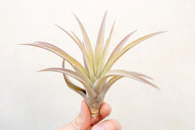 Load image into Gallery viewer, Air Plant Tillandsia capitata peach
